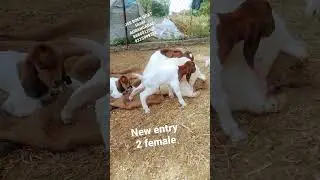 jss Boer,African Boer Boer bakari