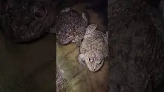 I love frog hunting.🐸🐸#animals #nature #beautiful #song #speedsong #dance