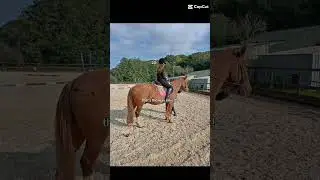 [#Dante ] he's an old boy #horse #template #equestrianjourney #horseriding #fyp