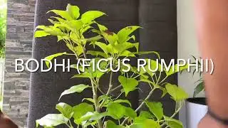 Bodhi (ficus rumphii) & Gemilina Hestrix BONSAI Pruning
