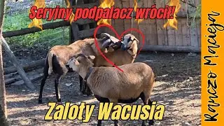Zaloty Wacusia 💖  Seryjny podpalacz wrócił🚒 #509 [4K]