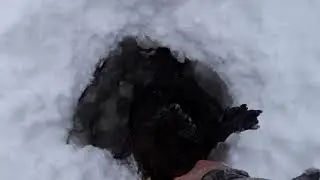 Another Beaver Snared on a Bait Pole