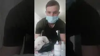 Обработка ушей у лабая щенки, АЛАБАЙ ХАТИ