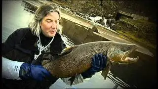Urriði í Öxará - Rannsóknir Laxfiska á Þingvallaurriða - Brown trout in Lake Thingvallavatn