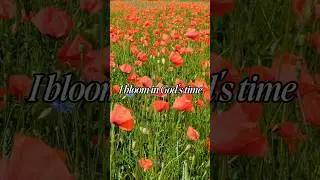 Christian Affirmation for God&rsquo;s Timing | Bloom with Grace 🌸