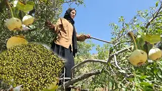 Ciężkie życie nomad&oacute;w: dziewczyny nomadki i wyzwanie zbierania dzikich gruszek w g&oacute;rach🏞🍐