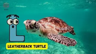 A to Z Ocean Animals 🌊 | Fun Marine ABC for Kids! 🎶🐟 | #abcd #kids #learning