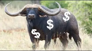 How profitable is a game farm? More profitable than stock farming, but ...