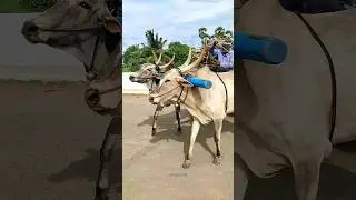 #bullockcart shorts video | bullock cart ride | bullock cart videos bulls farms oxen | bullock media