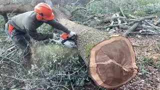 Processing Big Oak whith Sthil ms 261