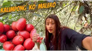 KALIMPONG MA MALLERO KO SEASON AYO HAI 😮!! @yangchenvlog
