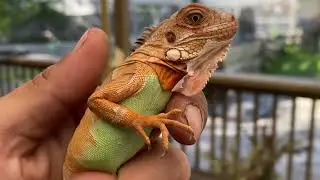 2021 Red Het for Hypo Iguanas,  All must go Florida Law Change