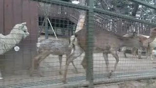 이월드 주주팜 꽃사슴 소리 Eworld Zoo Zoo Farm Formosan sika deer's sound Eワールドズーズーファームニホンジカの鳴き声
