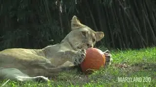 Keeper's Sneak Peek: Lion Habitat Construction Progress