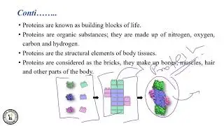 Proteins II Introduction & Classification II 01