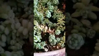 Sedum Major Project Weekly Update 2