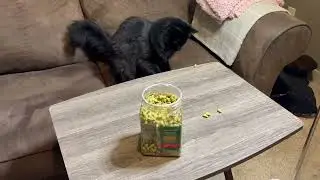 Just Try Cat Grass Treats Review | Best Salmon & Catnip Hairball Control Cat Snacks