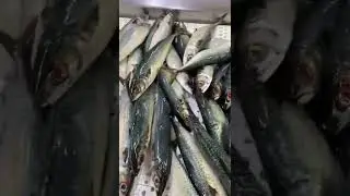 Pacific Mackerel