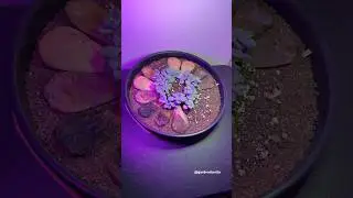 How to do leaf propagation🍃1 year old plant & 3 months Timelapse🤗 #succulents #suculentas #jardin