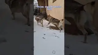Haita &icirc;n acțiune | 4 lupi cehi | zăpadă | #LupCeh #WinterFun #Wolfdog #firstsnow #zăpadă