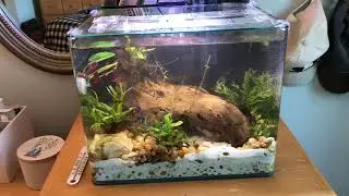 How to Keep Your Cat Off of Your Fish Tank