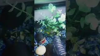 Cleaning the frog tank Part 1