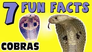 7 FUN FACTS ABOUT COBRAS! COBRA FACTS FOR KIDS! Snakes! Learning Colors! Funny! LOL Sock Puppet!