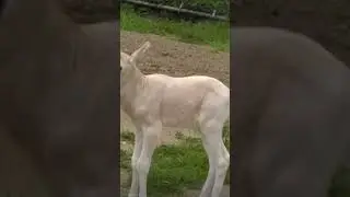Endangered Antelope's Birth at Brookfield Zoo
