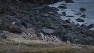 Blue Penguin Colony Oamaru  New Zealand