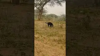 #dog #doglover #love #viral #cute #trending #dogs #doglife #labrador #friendlydog #friends #loyal