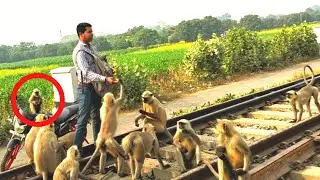 Monkeys ! colobines hanuman eating biscuits! langur eating! What does a Langoor eat?