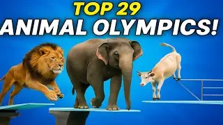 Top 29 Animal Olympics Moments &ndash; Who Will Win the Gold Medal? 🐘🐄🏅