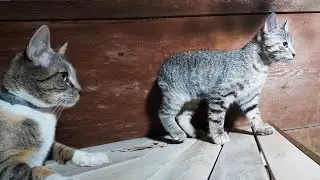 Why You Don't See the Barn Cats Anymore