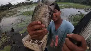പുതുമഴയിൽ പാടത്തുനിന്ന് കരിമീന്റെയും പുല്ലന്റെയും ചാകര Kerala village fishing  traditional fishing