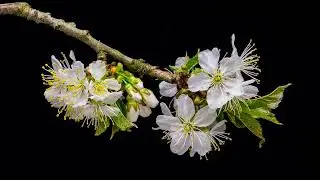 Manuka flowers New Zealand blossoming