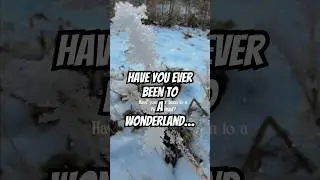 Have you ever been to a Wonderland #snow #nature #winter #love #relaxing #trending #ytshorts #forest