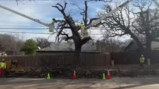 Tree Trimming ASMR in North Texas