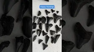 А вы знали, что ваши находки сортируются по завершении вашего приключения с CFA?! #окаменелости