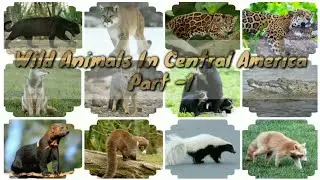 Wild Animals In Central America |                       Part -1