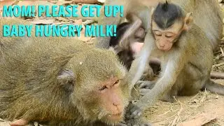 Poor Baby Dax Feel Hungry Ask Queen Help Wake Up Mom Daisy Get Up & Give Him Milk|Cute Baby Quinton
