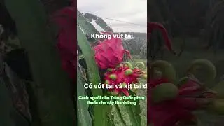 This is how Chinese people spray pesticides on dragon fruit plants. #news#