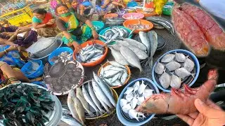 Dabhol Fish Market | fish auction | Dapoli Tourist Places #kokan #fishing #marathi #vlog
