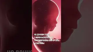 12 неделя беременности