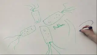 DNA-binding proteins as potential drug targets in Pseudomonas aeruginosa, Madeleine Hardie Boys
