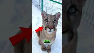 TOP 5 WILD ANIMALS PEOPLE ACTUALLY KEEP AS PETS 🐅😱 #WildPets #AnimalFacts #ShockingCreatures