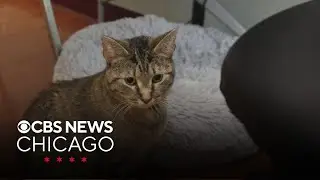Meet the PAWS Chicago pet of the week