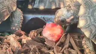 RED FOOTED TORTOISE &copy;PETS & HOBBIES (CARTIMAR) BY DOC BONI