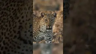 Leopard in action🐆