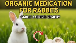 Organic Medication for Rabbit using Ginger and Garlic [Step by Step Guide] 