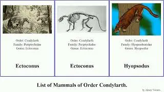 List of Mammals of Order Condylarth. Phenacodus Fuse Hyopsodus Ectoconus aumonieri French Press